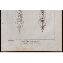1825 - Colonne vertébrale humaine 