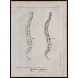 1825 - Colonne vertébrale humaine 