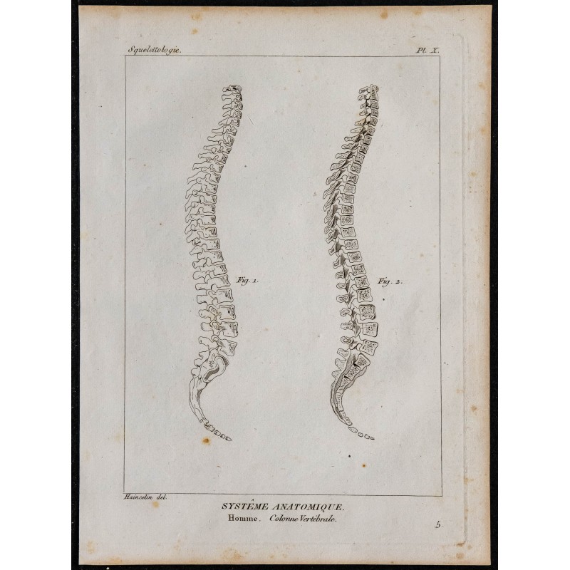 1825 - Colonne vertébrale humaine 