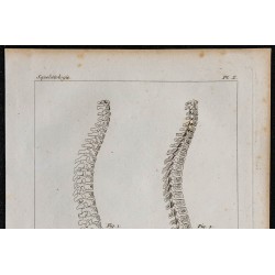 1825 - Colonne vertébrale humaine 