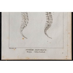 1825 - Colonne vertébrale humaine 