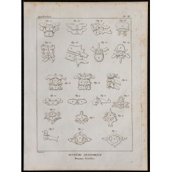 1825 - Vertèbres humaines 