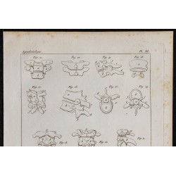 1825 - Vertèbres humaines 