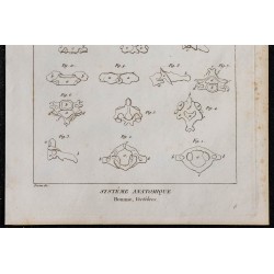 1825 - Vertèbres humaines 