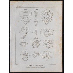 1825 - Sacrum, coccyx et vertèbres humaines 