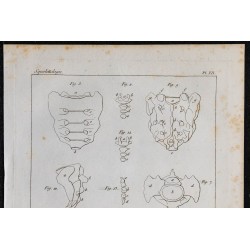 1825 - Sacrum, coccyx et vertèbres humaines 