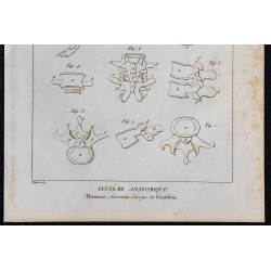 1825 - Sacrum, coccyx et vertèbres humaines 