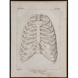 1825 - Thorax humain 
