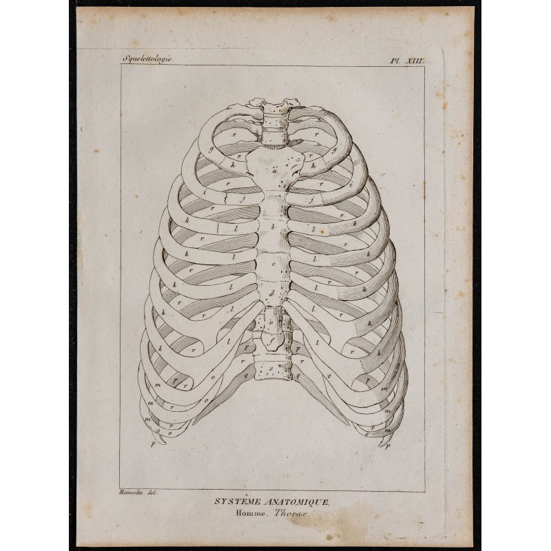 1825 - Thorax humain 