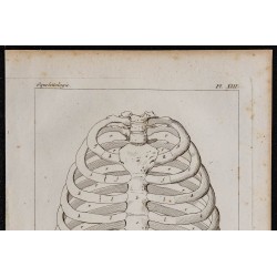 1825 - Thorax humain 