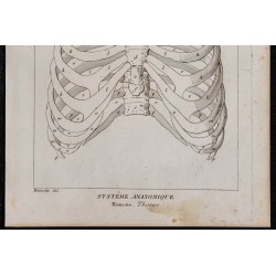 1825 - Thorax humain 