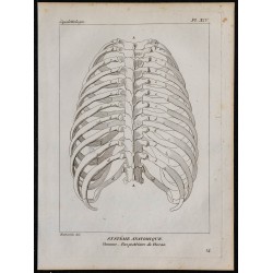 1825 - Thorax humain 