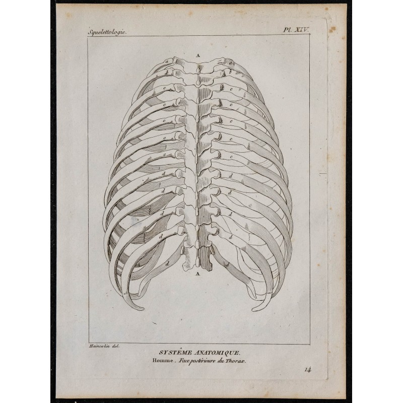 1825 - Thorax humain 