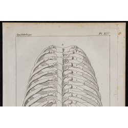 1825 - Thorax humain 