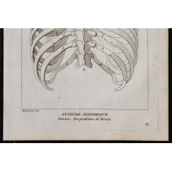 1825 - Thorax humain 