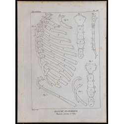 1825 - Sternum et côtes humaines 
