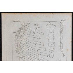 1825 - Sternum et côtes humaines 