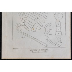 1825 - Sternum et côtes humaines 