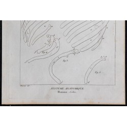 1825 - Côtes humaines 