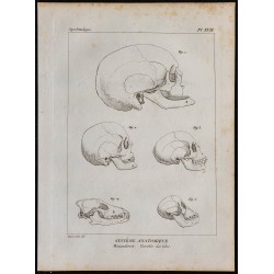 1825 - Crâne de mammifères 