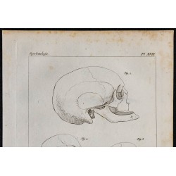 1825 - Crâne de mammifères 