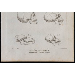 1825 - Crâne de mammifères 
