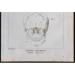 1825 - Crâne humain 