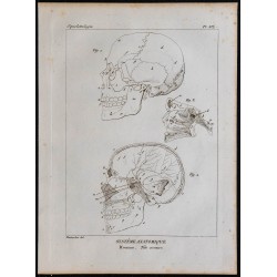 1825 - Crâne humain 