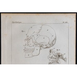 1825 - Crâne humain 
