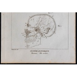 1825 - Crâne humain 
