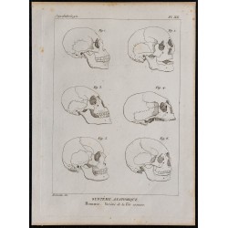 1825 - Variétés du crâne humain 
