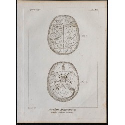 1825 - Intérieur du crâne humain 