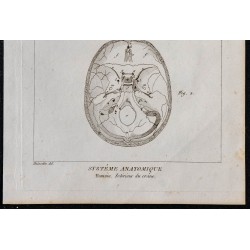 1825 - Intérieur du crâne humain 