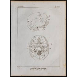 1825 - Crâne humain 