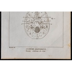 1825 - Crâne humain 