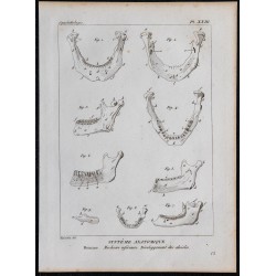 1825 - Mâchoire inférieure humaine 