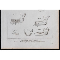 1825 - Mâchoire inférieure humaine 