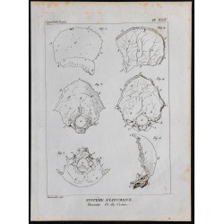 1825 - Crâne humain 
