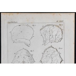 1825 - Crâne humain 