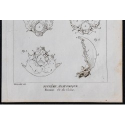 1825 - Crâne humain 