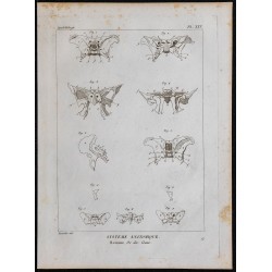 1825 - Os du crâne humain 