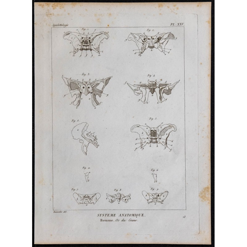 1825 - Os du crâne humain 