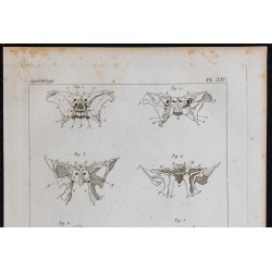1825 - Os du crâne humain 
