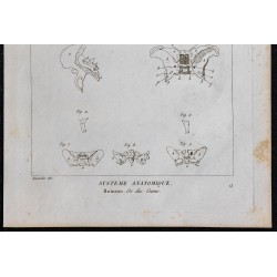 1825 - Os du crâne humain 