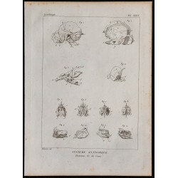1825 - Crâne humain 