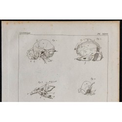 1825 - Crâne humain 