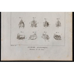 1825 - Crâne humain 