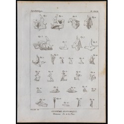 1825 - Os du visage humain 