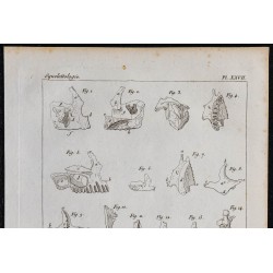 1825 - Os du visage humain 