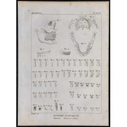 1825 - Crâne humain et dents 